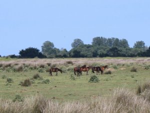 Cumhurbaşkanı Erdoğan, Samsun Kuş Cenneti tanıtımına canlı bağlandı