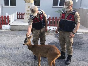 Amasya’da jandarmadan ayağı kırık karacaya şefkat eli