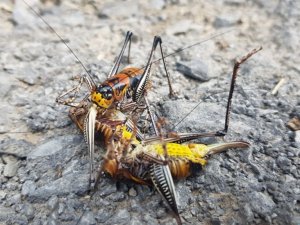 Etçil çekirge görenleri şaşırttı