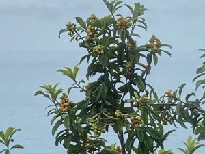 Belediye başkanı paylaştı, aç kalan yavru ayılar ilçeye indi