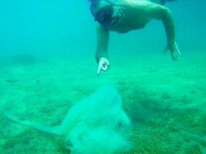 Ata Demirer Kuzey Ege’de ‘salya’ tehlikesine dikkat çekti
