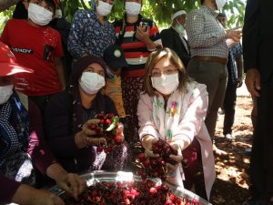 Büyükşehirden kiraz üreticilerine destek