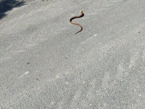 Yılan değil, kertenkele