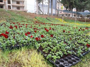 İlkadım’da mevsimlik 100 bin çiçek toprakla buluştu