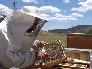 Erzincan yaylalarında arıcıların bal mesaisi başladı