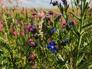 Renkleriyle doğayı canlandıran çiçekler göz kamaştırıyor