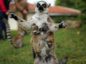 O sevimlilerin sayısı 30’a çıktı