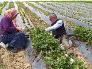 Dolu yağışından yayla çileği büyük zarar görmüş