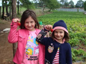 Pazarda yüksek fiyatına kızdılar şimdi 16 dönümlük çilek bahçeleri var