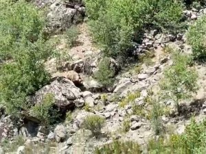 Konya’da nesli tehlike altında olan bozayı görüntülendi