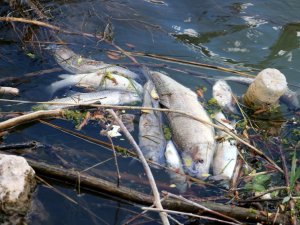 Türkiye’nin en uzun nehrinde toplu balık ölümleri