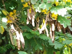 Açlık otu tüketenler dikkat