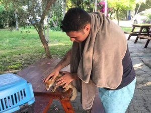 Sahilde bulunan yavru tilki tedavi altına alındı