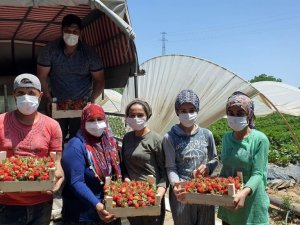 Coğrafi işaretli Sultanhisar çileği üreticisini memnun etti