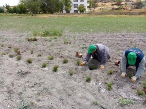 Keçiören’de doğal yağ üretimi için gül ve kekik dikimi yapıldı