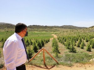Şehitkamil’de 197 bin 784 fidan toprakla buluşturuldu