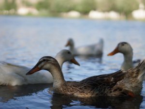 Büyüleyen mesire alanı doğal hayat ve yeşilliği ile ilgi odağı