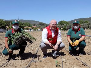 55 bin ata tohumu fideleri toprakla buluştu
