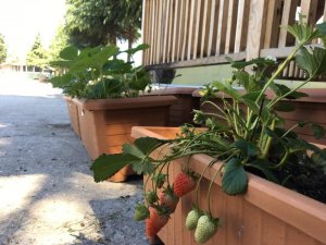 Ata tohumları meyve verdi