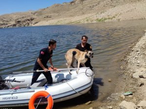 Batman Çayında uzun süre mahsur kalan köpek itfaiye ekiplerince kurtarıldı