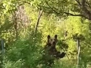 Köye inen aç ayı korku ve paniğe neden oldu