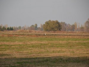 Çiftçi dostu leylekler iş başında