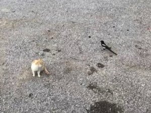 Karganın tehlikeli oyunu