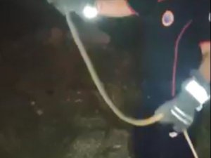 Araç içinde yakalanan yılan doğaya bırakıldı