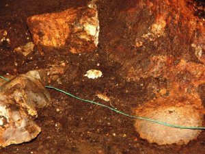 Güneydoğu Anadolu Bölgesinde ilk defa mağara çekirgesi görüldü