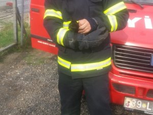 Minibüsün motor kısmına sıkışan yavru kedi kurtarıldı