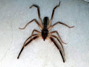 Tehlikeli ’Çöl Örümceği’  Aydın’da ortaya çıktı