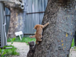 Bakan Gül’den hayvanları koruyacak yeni yasal düzenleme mesajı