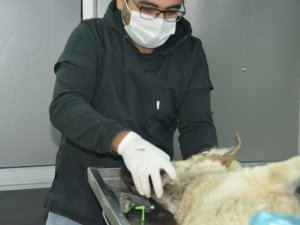 Gediz’de sokak hayvanları için kısırlaştırma, aşılama, küpeleme ve kayıt altına alma çalışmaları