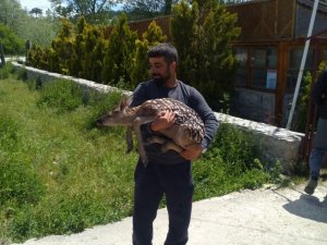 Çoban yolunu şaşıran geyik yavrusunu doğaya bıraktı