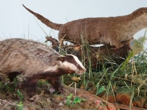 Nadir rastlanan yaban hayvanlarına tahnit uygulandı