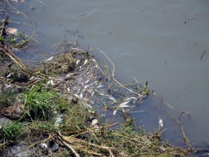 Çark Deresi’ndeki balık ölümlerinin sebebi belli oldu