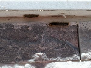 Tırtıl istilâsına uğrayan Çeltikçi’de vatandaş yardım bekliyor