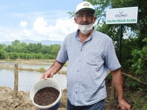 Siyah çeltik suyla buluştu