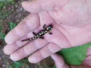 Tunceli’de lekeli ve benekli semenderleri izleme çalışması