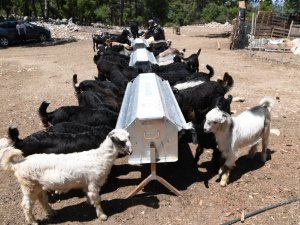 Konyaaltı’nda kışın meralara ekilen otlar, yazın hayvanlara besin oluyor