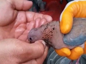 Çırpınmaktan yorgun düşen kumruya elleriyle su içirdiler