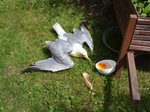 Kargaların saldırısına uğrayan martıyı vatandaşlar kurtardı