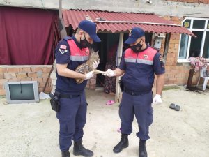 Yavru karacaya jandarma sahip çıktı