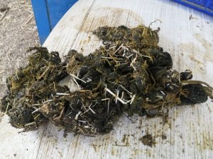 Beslenme güçlüğü çeken ineğin karnından 2 kilo ağırlığında urgan çıktı