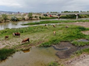 Sular çekildi, hayvanlara otlak oldu