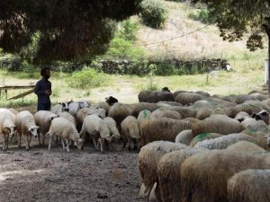 Koyun-keçi destek ödemeleri başladı