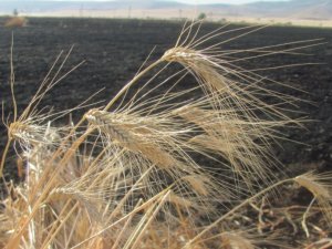 Araban’da 50 dönüm buğday kül oldu