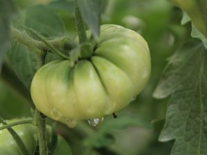 Baba kız, ata tohumunu korumak için 5 yıldır domates üretiyor