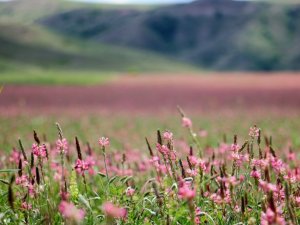 Pembe ve yeşilin buluştuğu çiçek tarlası hayranlık uyandırıyor