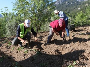 Akseki’de çilek fidesi üretimine başlandı